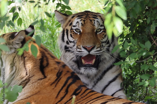 Pantera tigris, tiger in the jungle