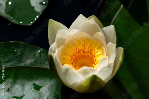 Close up of one white water lily among green leaves in a lake