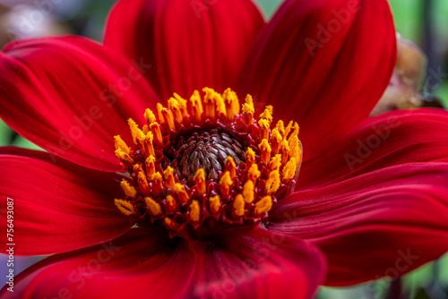 Detailed close up of a beautiful red Dahlia flower