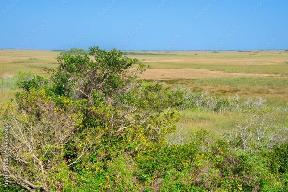 View of a part of the Everglades called Shark Valley View of a part of the Everglades called Shark Valley