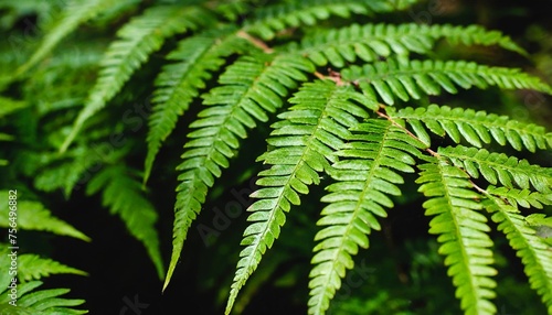 green fern leaves with a dark background