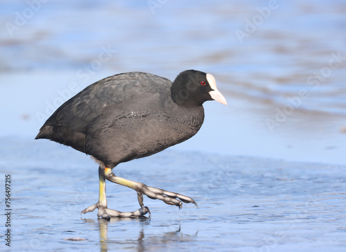 Canvas Print Coot