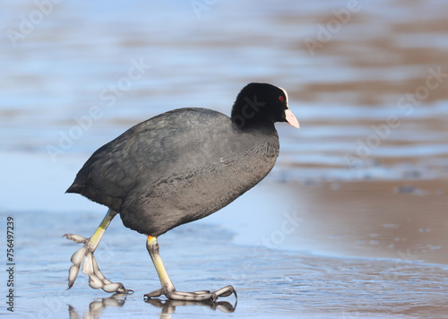 Photography Coot