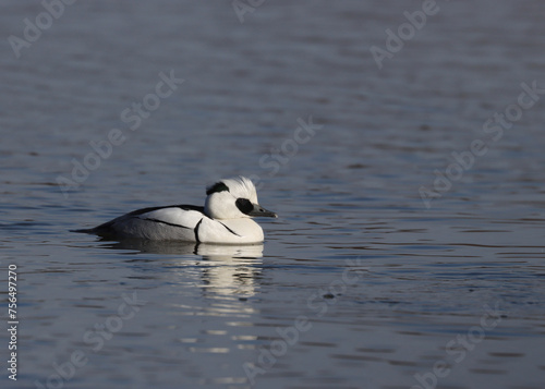 Photography Smew