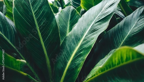 dark green leaf in tropical jungle nature background