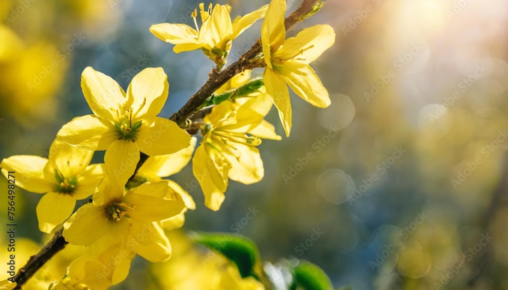 flowering forsythia in springtime sunshine floral spring background banner concept with copy space and defocused lights in saturated yellow color