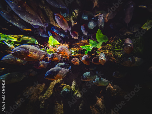 Group of red-bellied piranhas are swimming, bright, stock photo fish in natural conditions
