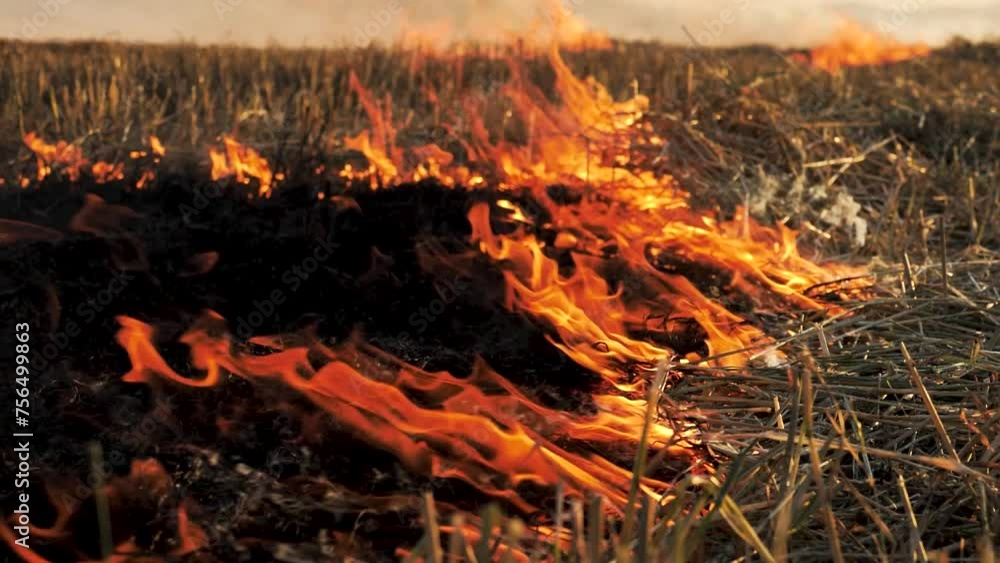 Burning hay and straw in a field close-up, flames sway in the wind, Slow motion Burning hay and straw in a field close-up, flames sway in the wind, Slow motion