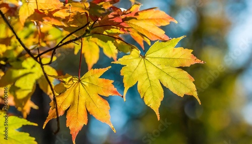 colorful maple leaves close up on the blurry background panoramic image