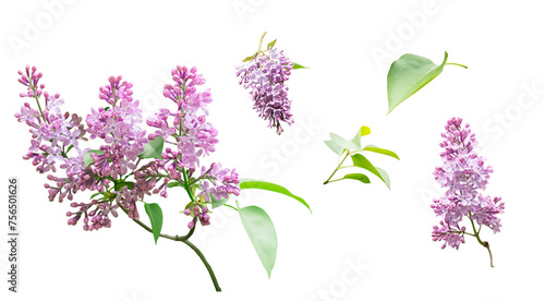 Lilac flowers and leaves isolated on a transparent background photo