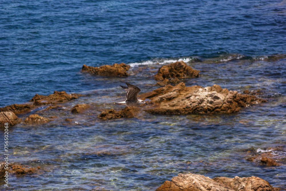 seagull in flight