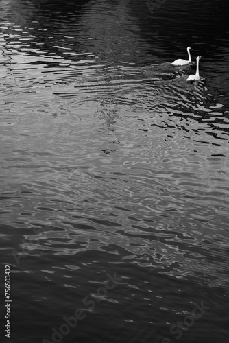 swan on the water