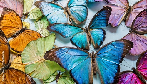colors of rainbow bright colorful tropical morpho butterflies color concept bright tropical background