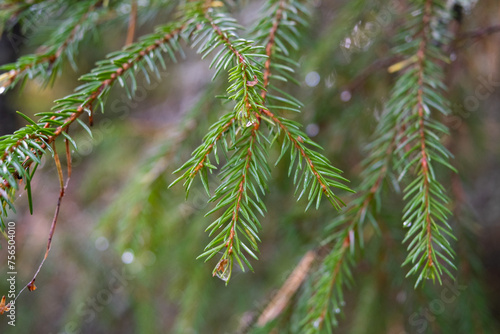 Young spruce branches. Selective Focus, Blurred Background