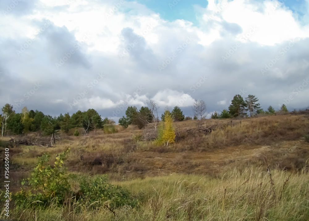 Autumn landscape with a small lonely birch tree.