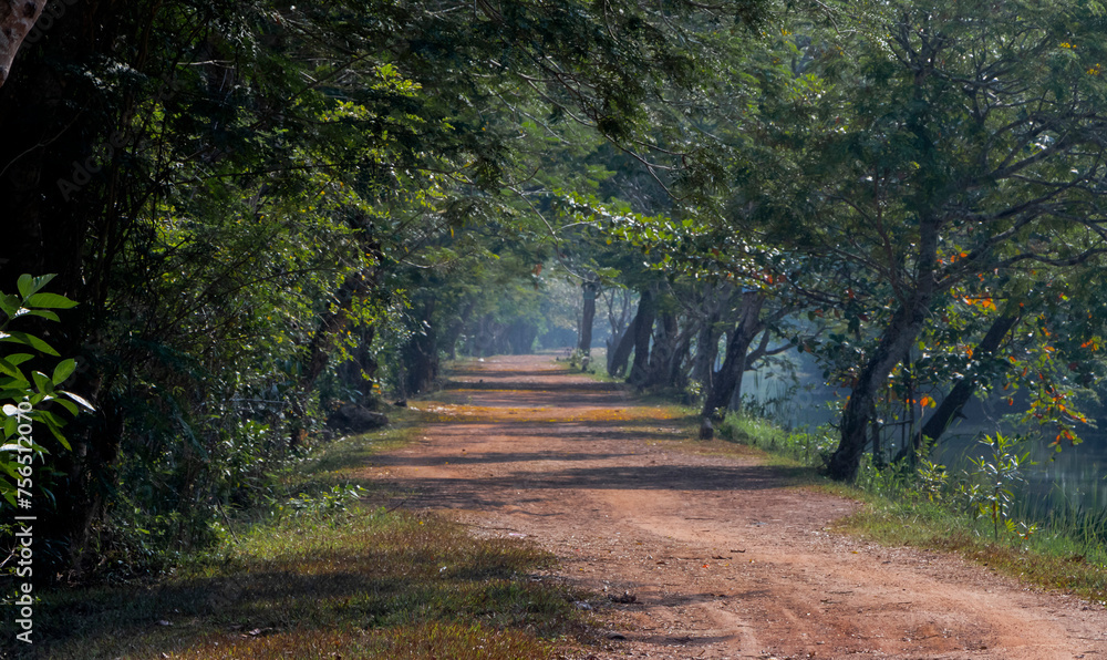 Obraz premium path in the woods landscape of Asian summer