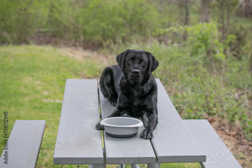 black labrador retriever