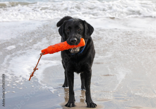 black labrador retriever in ocean