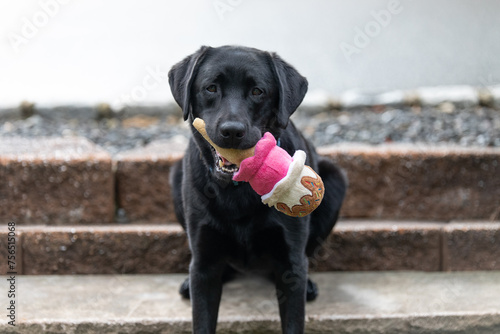 black labrador retriever