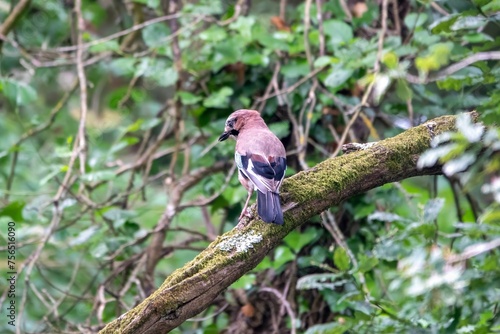 eurasian jay garrulus glandarius perched on the branch of a tree photo