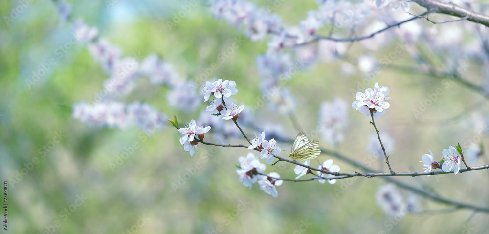 spring nature background with blooming cherry flowers and butterfly. beautiful white cherry flowers in spring garden. copy space. template for design spring nature background with blooming cherry flowers and butterfly. beautiful white cherry flowers in spring garden. copy space. template for design