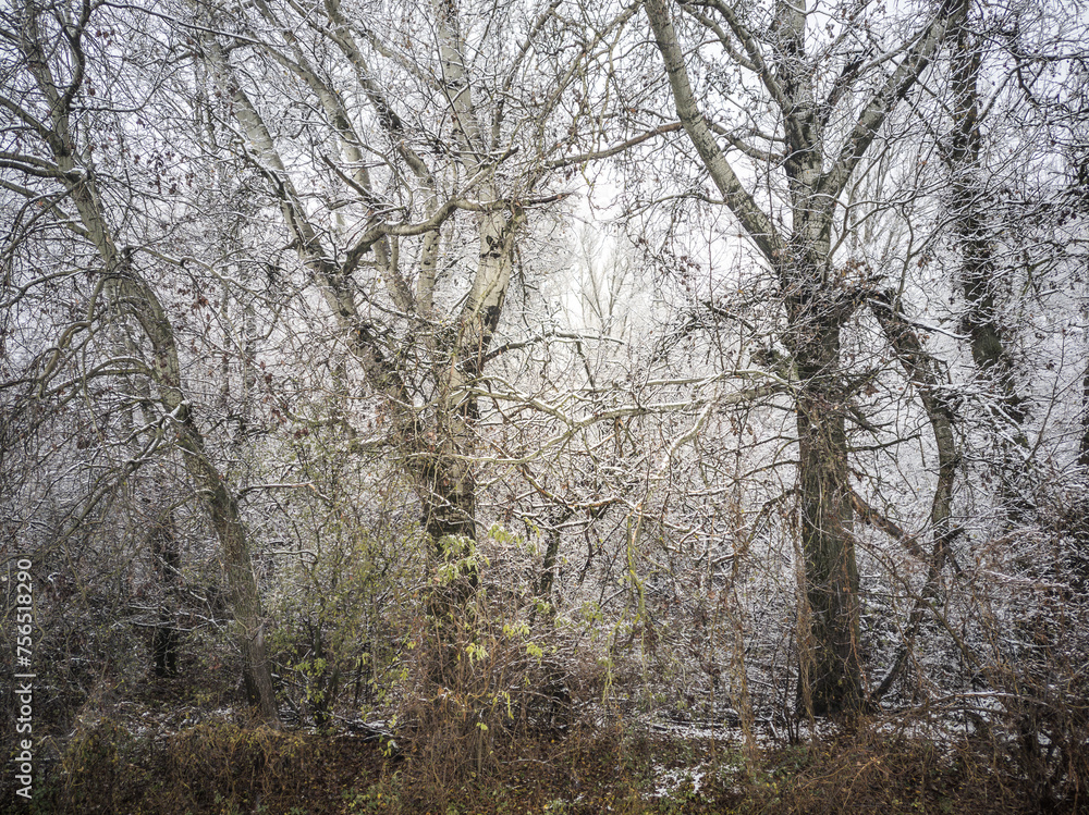 Snow covered poplars in a riparian forest during winter.
Snow covered poplars in a riparian forest during winter.