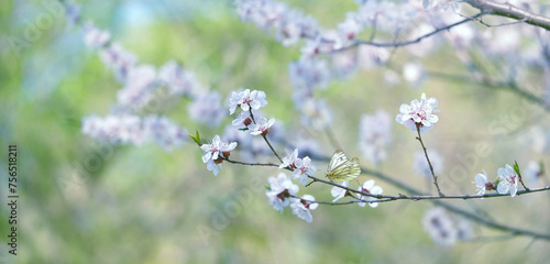 spring nature background with blooming cherry flowers and butterfly. beautiful white cherry flowers in spring garden. copy space. template for design