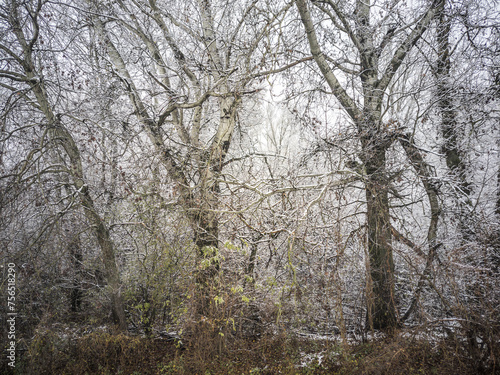 Snow covered poplars in a riparian forest during winter. 