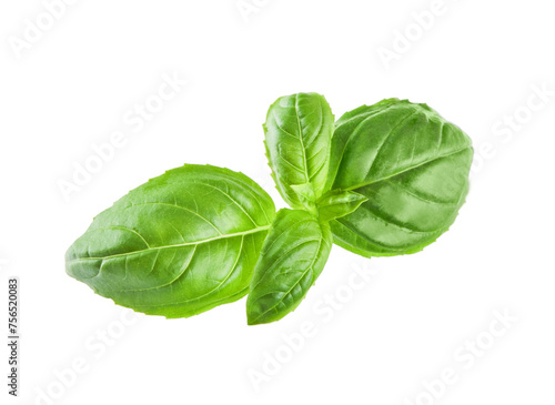 Basil isolated. Basil green fresh leaf flat lay isolated on white background. Few pieces or several slices. High resolution image. Can be used for self-design.