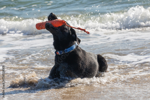 dog playing in the water
