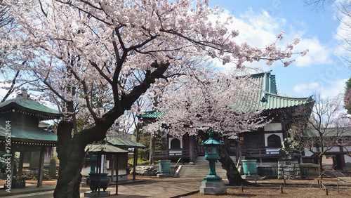 お寺と桜 © S.Shinonome
