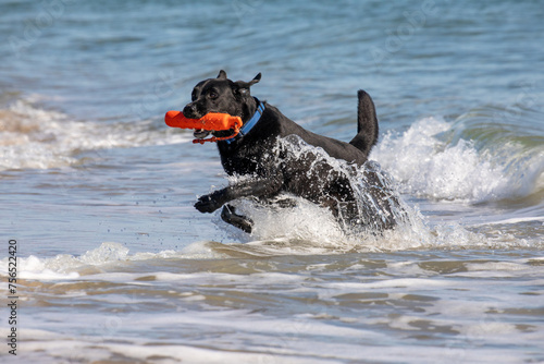 black labrador retriever running in water