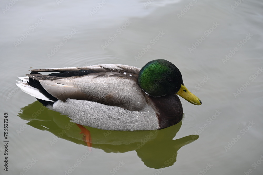 Obraz premium Canard dans un lac