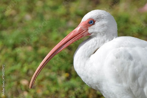 Принти на полотні bird close up of a white ibis beak