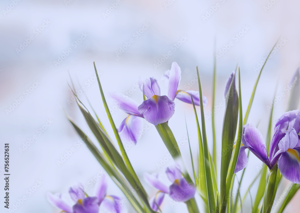 beautiful iris flowers on light background beautiful iris flowers on light background