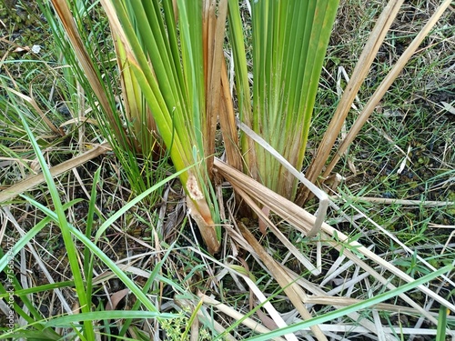 Typha domingensis, known commonly as southern cattail or cumbungi, is a perennial herbaceous plant of the genus Typha photo