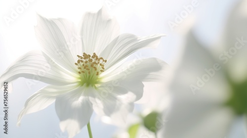 White cosmos flowers in the garden