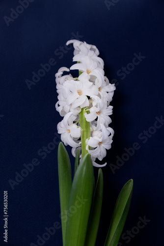 White hyacinth on a dark blue background. First spring flowers. Close-up. Vertical. Selective focus