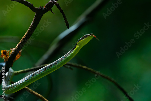 Close up of underwood's bronzeback snake dendrelaphis underwoodi, slithering on tree branches, with natural bokeh background  photo