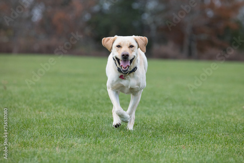 Yellow Labrador Retriever