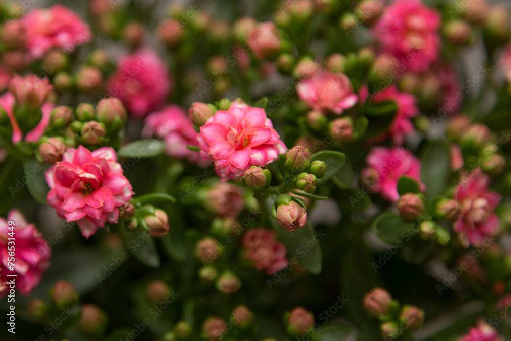 Bouquet of small pink flowers on a white background. Bouquet of small pink flowers on a white background.