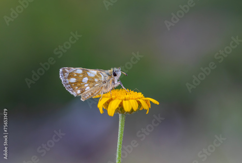 tiny butterfly on yellow daisy, Aegean skipper, Pyrgus melotis photo