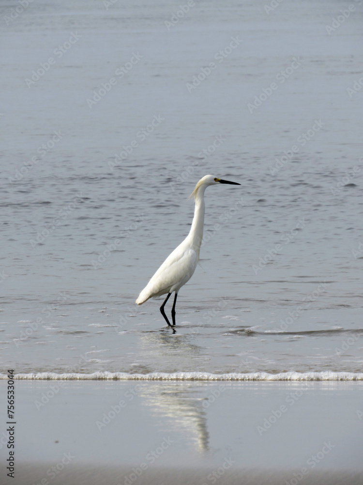 Fototapeta premium great white heron