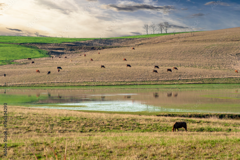 Obraz premium herd of cows and bulls pasturing on the brazilian ranch. Livestock in Brazil