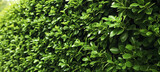 Green hedge or Green Leaves Wall, green wall, verdant plant wall, shrubbery, green wallpaper background, lush vegetation, soft bushes