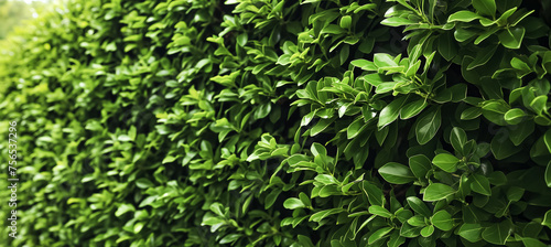 Green hedge or Green Leaves Wall, green wall, verdant plant wall, shrubbery, green wallpaper background, lush vegetation, soft bushes photo