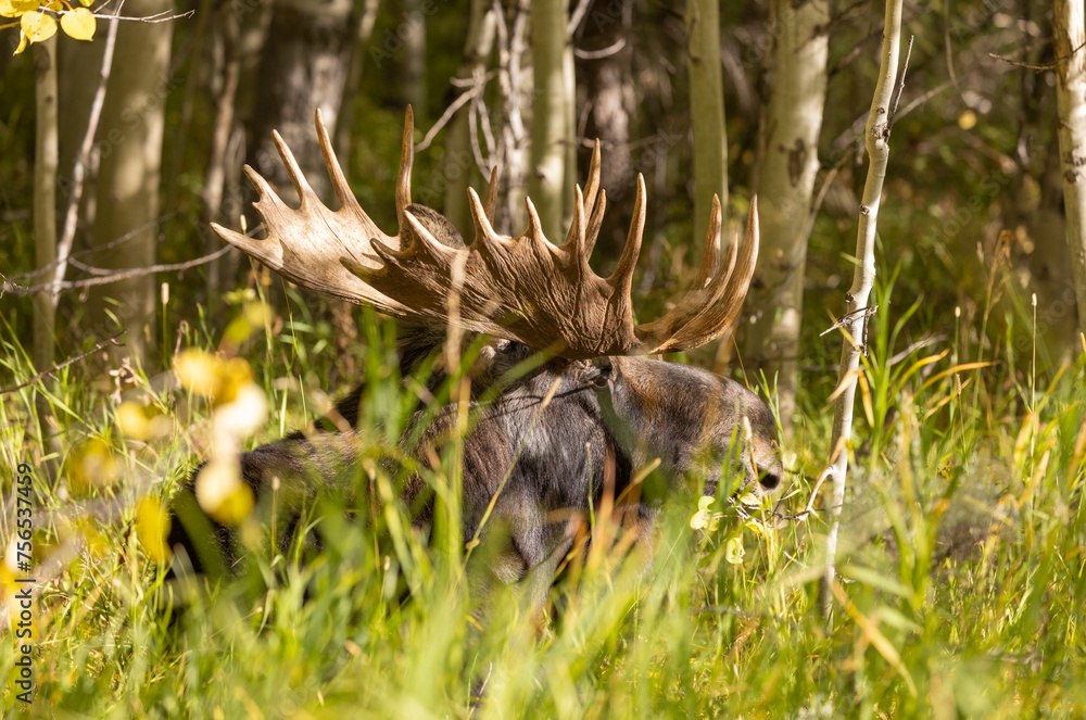 Bull Shiras Moose in Autumn in Wyoming Bull Shiras Moose in Autumn in Wyoming