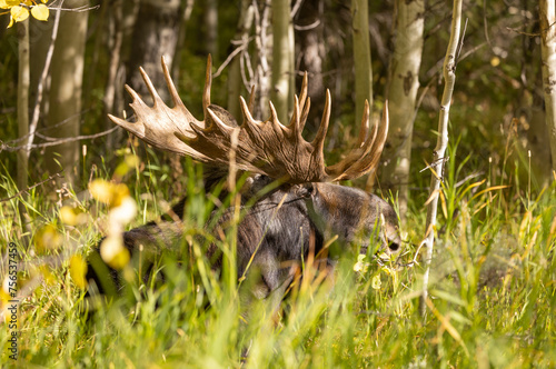 Bull Shiras Moose in Autumn in Wyoming