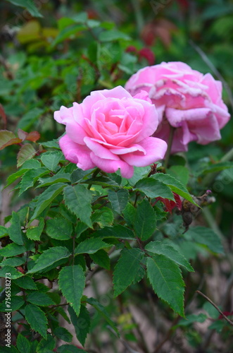 Pink Flowers