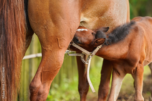Bild auf Leinwand Young brown Arabian horse foal drinking milk from mother on green meadow, closeu